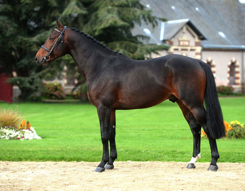 Cash-du-Plessis